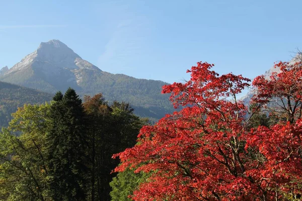 Die Schönen Roten Ahornbäume Und Der Riesige Takao Berg Hachioji — Stockfoto