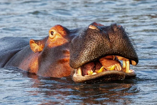 Tiro Perto Grande Hipopótamo Nadando Meio Lago Capturado Dia Ensolarado — Fotografia de Stock