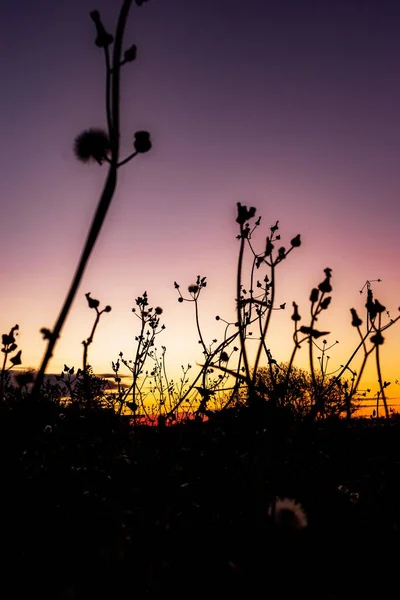 Silhueta Flores Contra Colorido Céu Pôr Sol — Fotografia de Stock