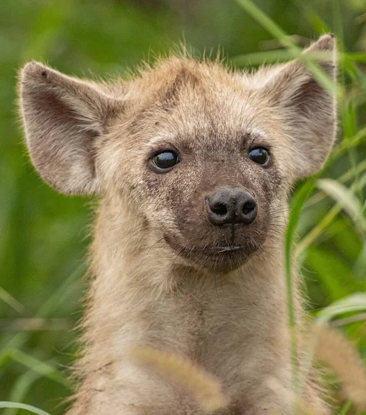 Een Close Opname Van Een Jonge Hyena Een Grasveld Overdag — Stockfoto