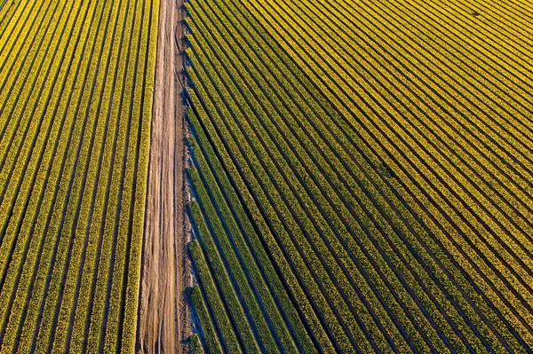 Tiro Aéreo Campo Flores Tulipa Durante Dia — Fotografia de Stock