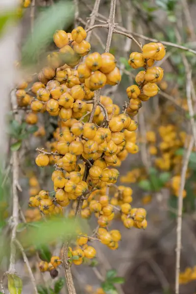 Zbliżenie Ujęcie Żółtych Jagód Dorastających Drzewie — Zdjęcie stockowe