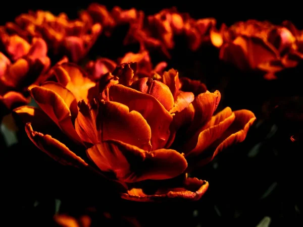Крупним Планом Знімок Красивої Помаранчевої Квітки Розмитому Фоні — стокове фото