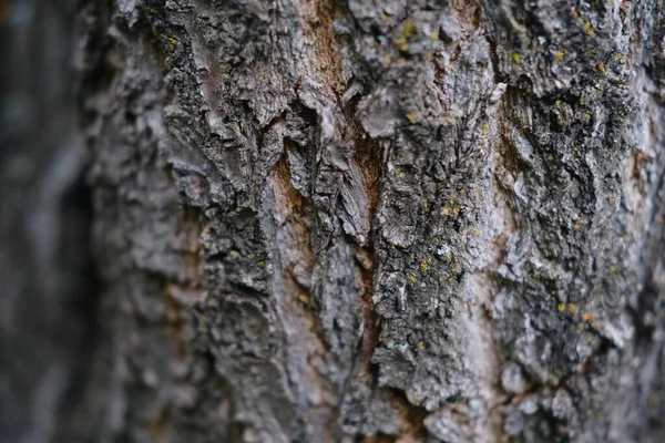 Detailní Záběr Povrchu Kmene Stromu — Stock fotografie