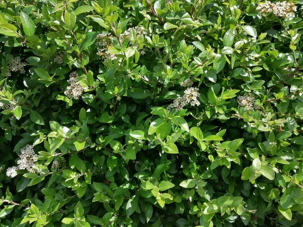 Een Close Shot Van Groene Planten — Stockfoto