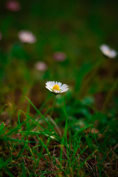 Белые Цветочки Саду — стоковое фото