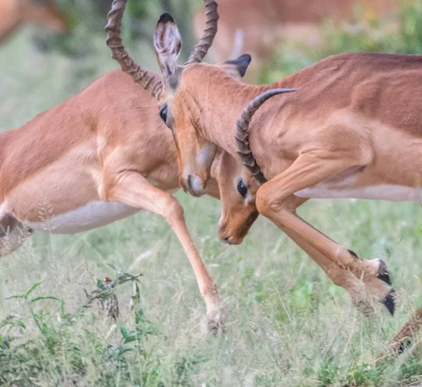 Closeup Shot Two Antelopes Fighting Fields Safari — Stock Photo, Image