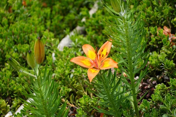 Shot Beautiful Orange Yellow Blossomed Day Lily Garden — Stock Photo, Image