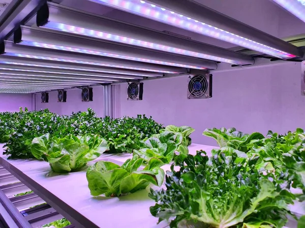 A special room equipped for growing plants in good conditions- perfect for plant growing business