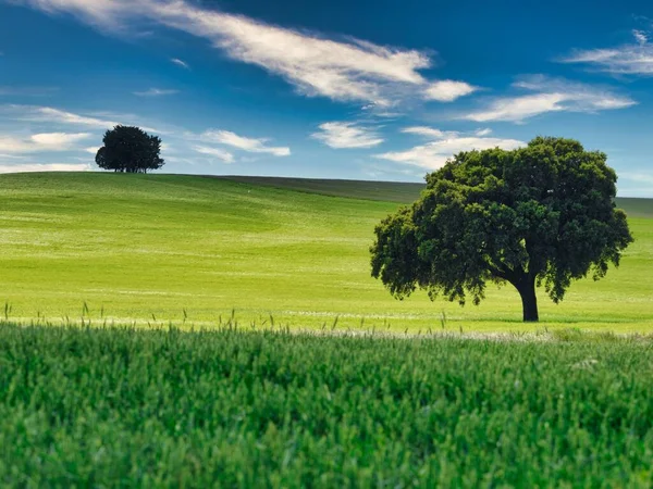 Piękny Strzał Pola Drzewem Jasnym Błękitnym Niebie — Zdjęcie stockowe