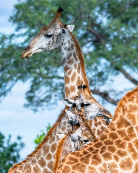 Vertical Selective Focus Shot Giraffes Trees Background — Stock Photo, Image