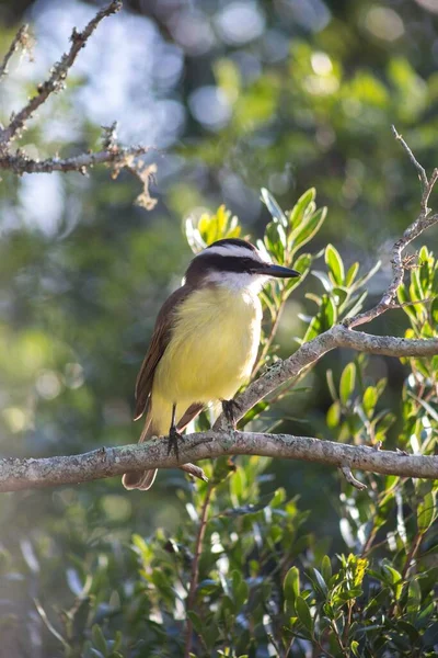 Bir Ağaç Dalına Konmuş Tropikal Kingbird Dikey Yakın Çekimi — Stok fotoğraf