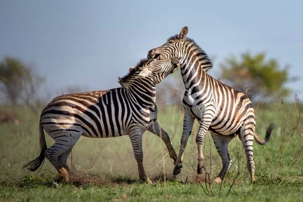 Colpo Fuoco Superficiale Due Zebre Che Combattono Campo Giorno — Foto Stock