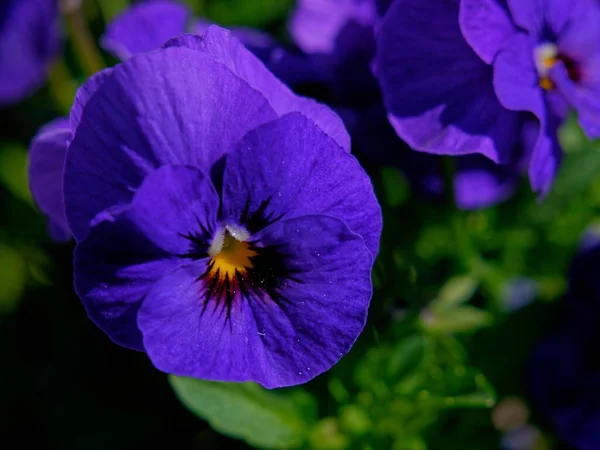 Closeup Shot Beautiful Purple Pansy Flowers Field — Stock Photo, Image