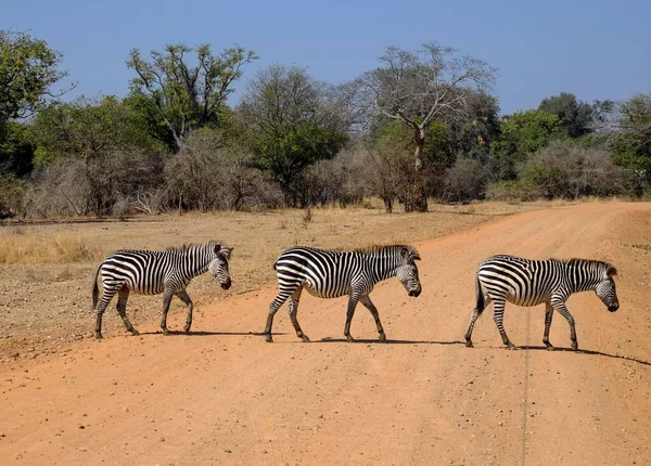 Una Hermosa Toma Tres Cebras Cruzando Carretera Safari Con Árboles —  Fotos de Stock