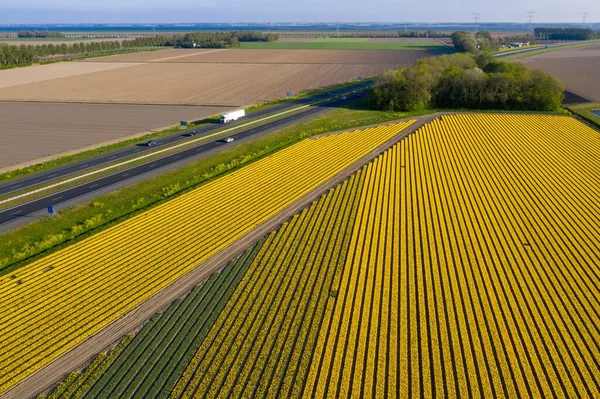 Tiro Aéreo Campo Flores Tulipa Amarela Durante Dia — Fotografia de Stock