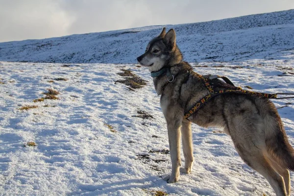 雪の中に立っている美しい灰色と毛皮の玉山犬のショット — ストック写真