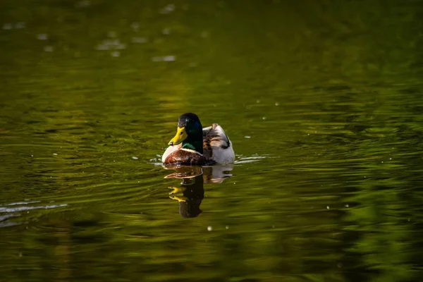 Colpo Fuoco Superficiale Anatra Reale Che Nuota Lago Giorno — Foto Stock