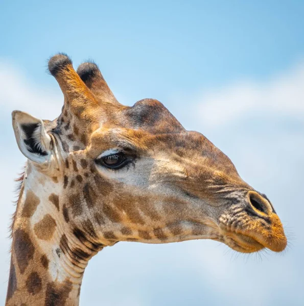 Tiro Seletivo Vertical Foco Uma Girafa Com Céu Fundo — Fotografia de Stock