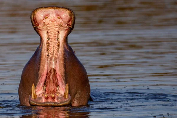 Närbild Flodhäst Indränkt Vatten Med Öppen Mun — Stockfoto