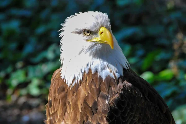 Zbliżenie Ujęcia Łysego Amerykańskiego Orła Ciągu Dnia — Zdjęcie stockowe