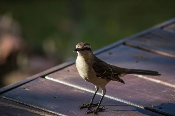 Een Portret Van Een Huismus Het Dak — Stockfoto