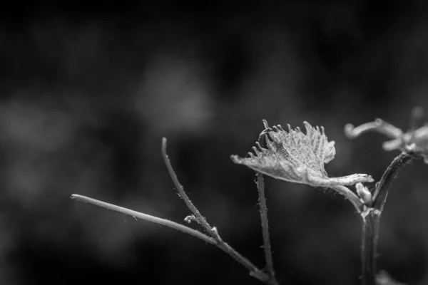 Een Close Grijsschaal Opname Van Een Blad Een Plant Stengel — Stockfoto