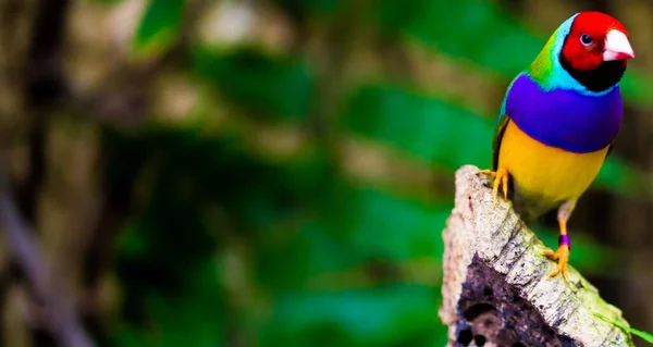 Une Mise Point Sélective Perroquet Coloré Dans Nature — Photo