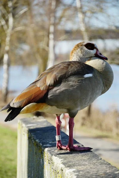 Canard Près Étang Dans Parc — Photo