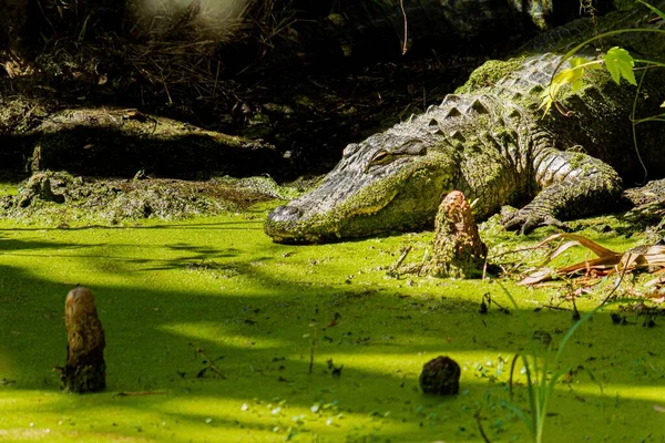 Tiro Perto Crocodilo Água Verde — Fotografia de Stock