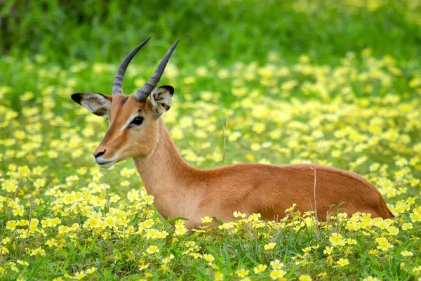 鹿群在布满黄色花朵的田野中央拍摄的有选择的焦点照片 — 图库照片