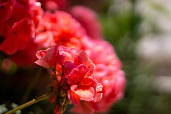Tiro Seletivo Foco Das Flores Vermelhas Jardim Capturado Durante Dia — Fotografia de Stock
