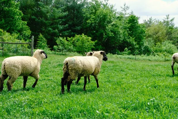 Groupe Moutons Blancs Dans Champ Couvert Herbe — Photo