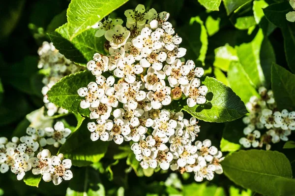 Крупним Планом Знімок Кількох Білих Квітів Оточених Зеленим Листям — стокове фото