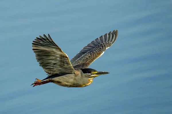 Selektiv Fokusbild Sjöfågel Som Flyger Över Vattenytan — Stockfoto