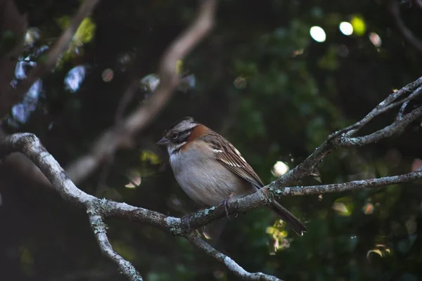 Plan Rapproché Moineau Domestique Perché Sur Une Branche Arbre Dans — Photo