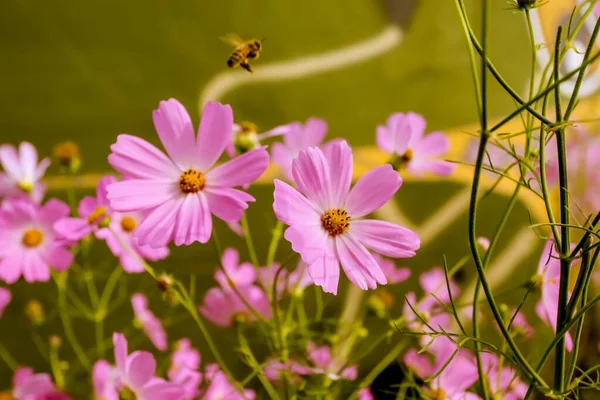 Eine Selektive Fokusaufnahme Rosafarbener Garten Kosmos Blumen — Stockfoto