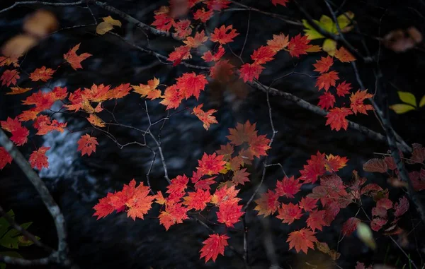 Selective Focus Shot Fallen Red Leaves Water Reflections — Stock Photo, Image