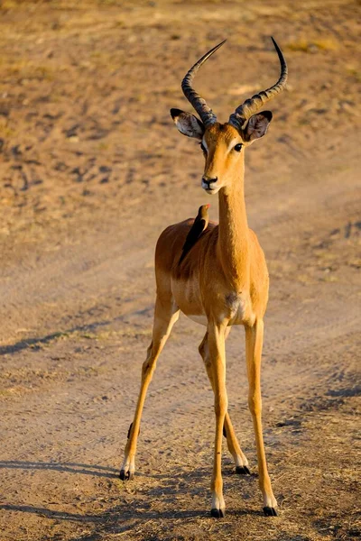 Vertical Shot Antelope Standing Ground Safari — Stock Photo, Image