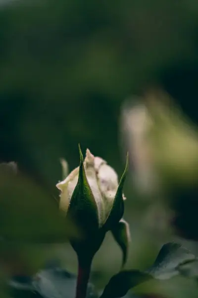 Brote Una Rosa Blanca Jardín —  Fotos de Stock