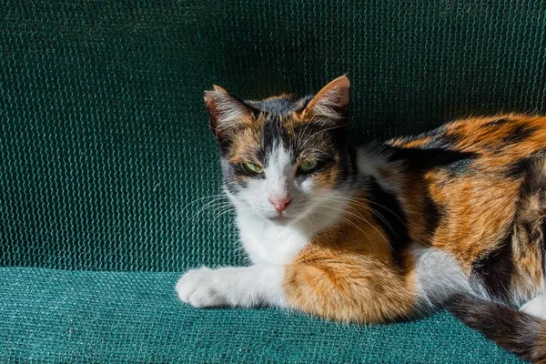 Closeup Shot Domestic Short Haired Cat Lying Green Sofa — Stock Photo, Image