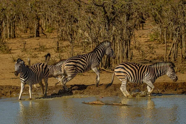 Drie Zebra Lopen Langs Het Moeras Bij Bomen Gevangen Een — Stockfoto