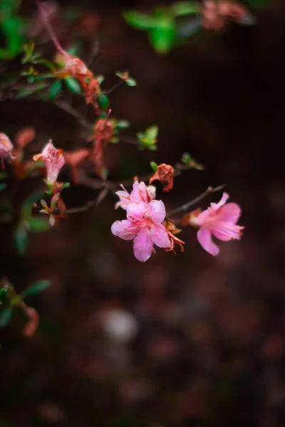 Flores Cor Rosa Nos Ramos Uma Árvore Florescente — Fotografia de Stock