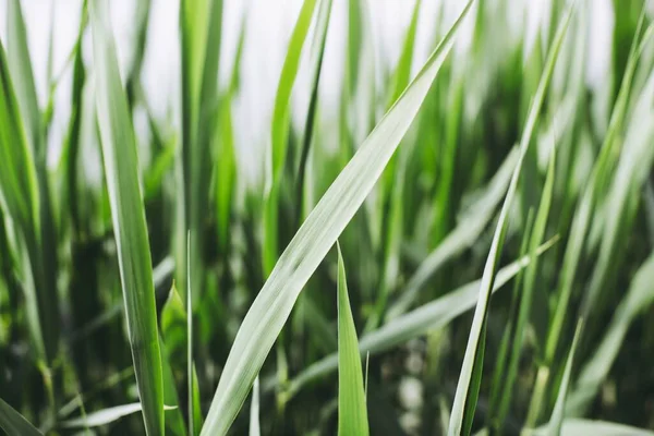 Een Landschap Shot Van Vers Levendig Gras Een Wazig Groen — Stockfoto