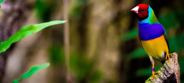 Une Mise Point Sélective Perroquet Coloré Dans Nature — Photo