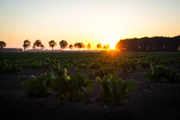 夕暮れ時の畑の若いキャベツのシルエット — ストック写真