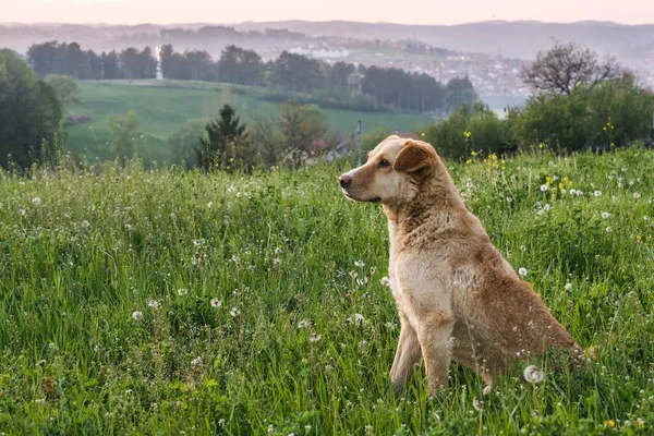 Roztomilý Rozkošný Hnědý Pes Pozadí Zeleně — Stock fotografie