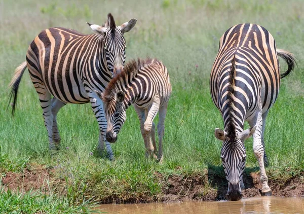 Egy Közeli Felvétel Egy Zebra Csordájáról Amint Folyón Iszik Miközben — Stock Fotó