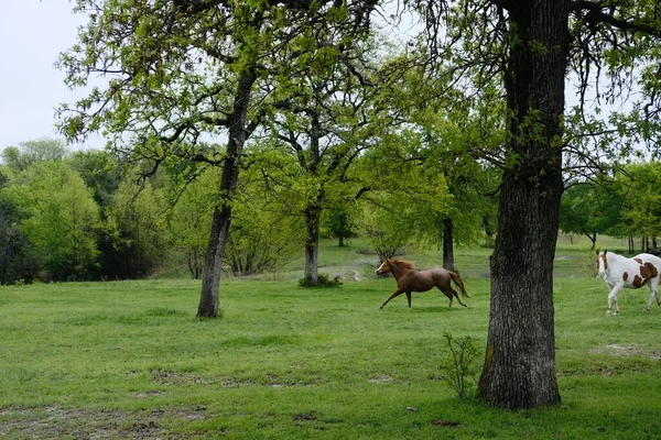 農地を走る馬の美しいショット — ストック写真