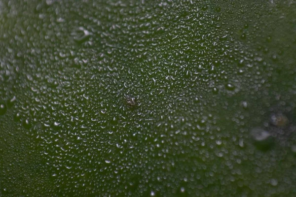Detailní Záběr Zelené Plochy Spoustou Kapek Deště — Stock fotografie